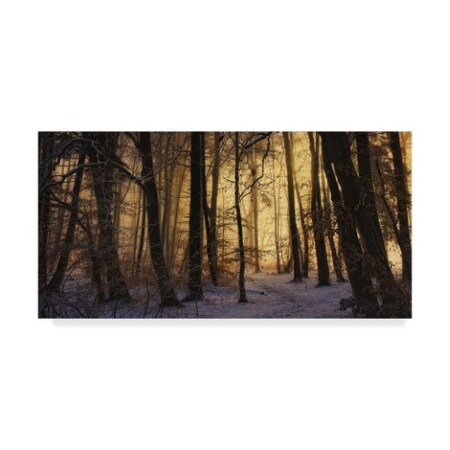 Norbert Maier 'First Snow Forest' Canvas Art,12x24